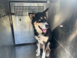 Shelter Stray Male Dog last seen , Caddo Parish, LA, 1500 Monty St, Shreveport, LA 71107, USA