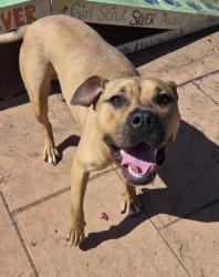 Shelter Stray Female Dog last seen , Caddo Parish, LA, 1500 Monty St, Shreveport, LA 71107, USA