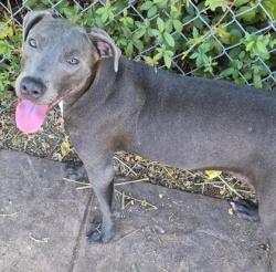 Shelter Stray Female Dog last seen , Caddo Parish, LA, 1500 Monty St, Shreveport, LA 71107, USA