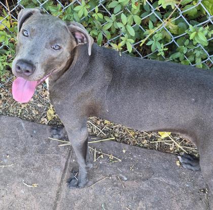 Shelter Stray Female Dog last seen , Caddo Parish, LA, 1500 Monty St, Shreveport, LA 71107, USA