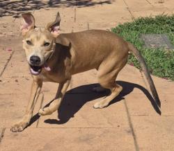 Shelter Stray Female Dog last seen , Caddo Parish, LA, 1500 Monty St, Shreveport, LA 71107, USA