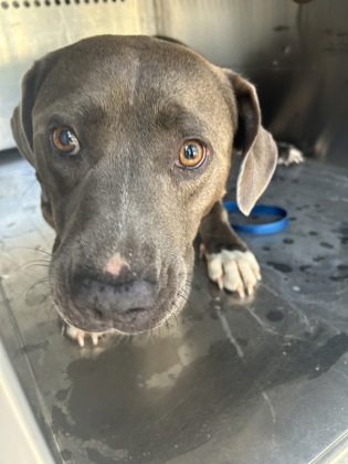 Shelter Stray Male Dog last seen Near SOUTHWEST BLVD, West District, TX, 355 Hillshire Dr, Haslet, TX 76052, USA