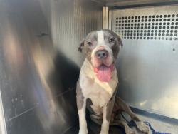 Shelter Stray Male Dog last seen Near Mackey Ln, Caddo Parish, LA, 1500 Monty St, Shreveport, LA 71107, USA