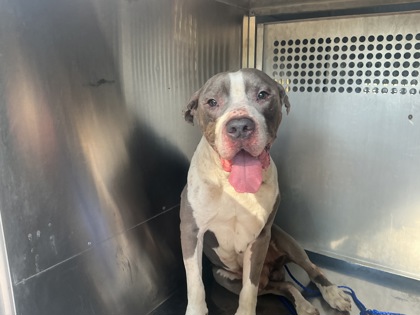 Shelter Stray Male Dog last seen Near Mackey Ln, Caddo Parish, LA, 1500 Monty St, Shreveport, LA 71107, USA