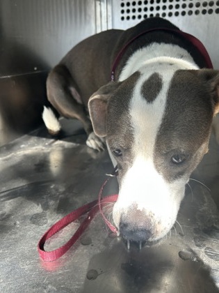 Shelter Stray Female Dog last seen Near SOUTHWEST BLVD, West District, TX, 355 Hillshire Dr, Haslet, TX 76052, USA