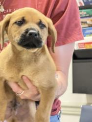 Shelter Stray Male Dog last seen Northmarket, Caddo Parish, LA, 1500 Monty St, Shreveport, LA 71107, USA