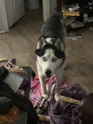 Shelter Stray Male Dog last seen Near Yucca Ave, North District, TX, 355 Hillshire Dr, Haslet, TX 76052, USA