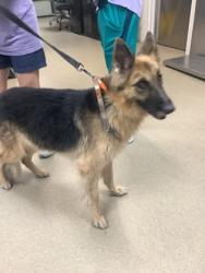 Shelter Stray Female Dog last seen Near WINDSOR PL, Central District, TX, 355 Hillshire Dr, Haslet, TX 76052, USA