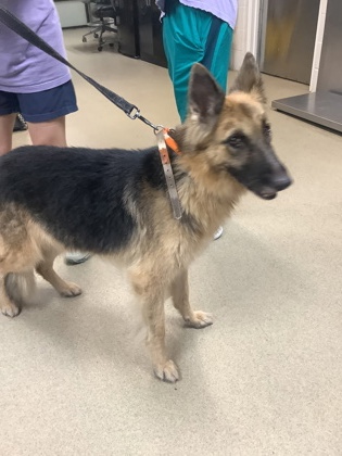 Shelter Stray Female Dog last seen Near WINDSOR PL, Central District, TX, 355 Hillshire Dr, Haslet, TX 76052, USA