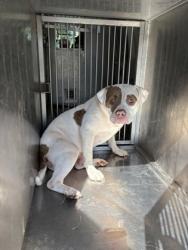 Shelter Stray Female Dog last seen 74th st, Caddo Parish, LA, 1500 Monty St, Shreveport, LA 71107, USA