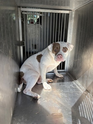 Shelter Stray Female Dog last seen 74th st, Caddo Parish, LA, 1500 Monty St, Shreveport, LA 71107, USA
