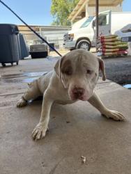 Shelter Stray Male Dog last seen 74th st, Caddo Parish, LA, 1500 Monty St, Shreveport, LA 71107, USA