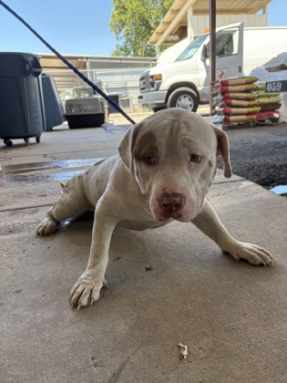 Shelter Stray Male Dog last seen 74th st, Caddo Parish, LA, 1500 Monty St, Shreveport, LA 71107, USA