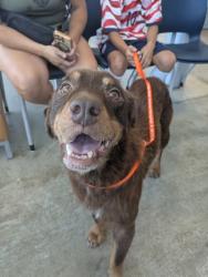 Shelter Stray Female Dog last seen Near N Beach St, East District, TX, 355 Hillshire Dr, Haslet, TX 76052, USA