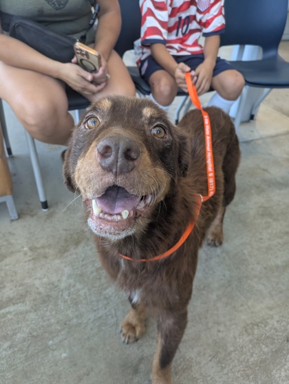 Shelter Stray Female Dog last seen Near N Beach St, East District, TX, 355 Hillshire Dr, Haslet, TX 76052, USA