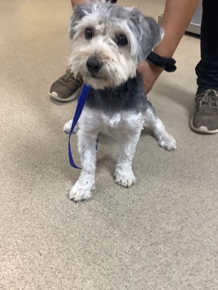 Shelter Stray Male Dog last seen Near RIPY RD, East District, TX, 355 Hillshire Dr, Haslet, TX 76052, USA