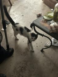 Shelter Stray Female Cat last seen Near Yucca Ave, North District, TX, 355 Hillshire Dr, Haslet, TX 76052, USA