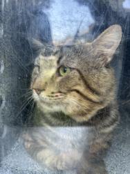 Shelter Stray Unknown Cat last seen Near Yucca Ave, North District, TX, 355 Hillshire Dr, Haslet, TX 76052, USA