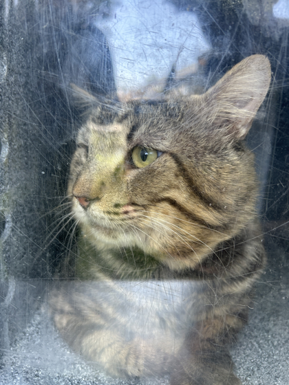 Shelter Stray Unknown Cat last seen Near Yucca Ave, North District, TX, 355 Hillshire Dr, Haslet, TX 76052, USA