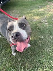 Shelter Stray Female Dog last seen Glenwood Rd and Candler Rd 30032, 30032, GA, 3280 Chamblee Dunwoody Rd, Chamblee, GA 30341, USA