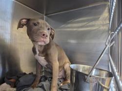 Shelter Stray Male Dog last seen Near S Mays St, City of Round Rock, TX, 1855 SE Inner Loop, Georgetown, TX 78626, USA