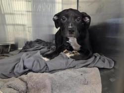 Shelter Stray Female Dog last seen Near S Mays St, City of Round Rock, TX, 1855 SE Inner Loop, Georgetown, TX 78626, USA