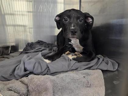 Shelter Stray Female Dog last seen Near S Mays St, City of Round Rock, TX, 1855 SE Inner Loop, Georgetown, TX 78626, USA