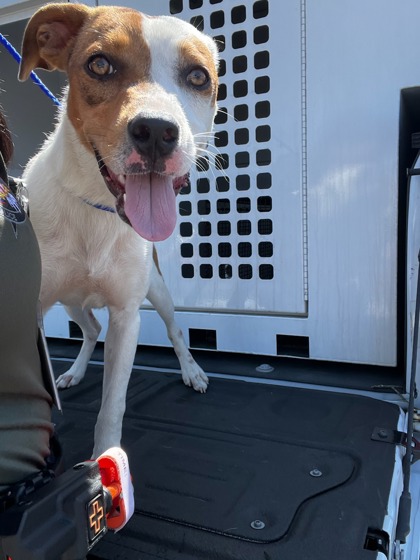 Shelter Stray Female Dog last seen Near FM 1460, City of Georgetown, TX, 1855 SE Inner Loop, Georgetown, TX 78626, USA