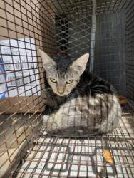Shelter Stray Unknown Cat last seen Near W. Hwy 67 SR (Costco), Duncanville, TX, 1150 E Pleasant Run Rd, Cedar Hill, TX 75104, USA