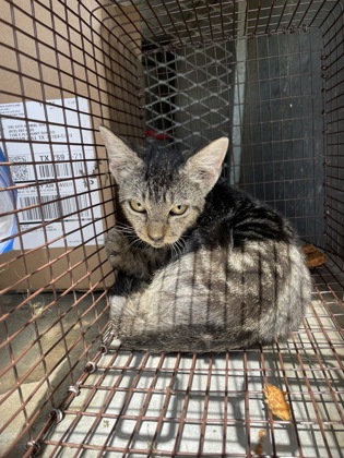 Shelter Stray Unknown Cat last seen Near W. Hwy 67 SR (Costco), Duncanville, TX, 1150 E Pleasant Run Rd, Cedar Hill, TX 75104, USA