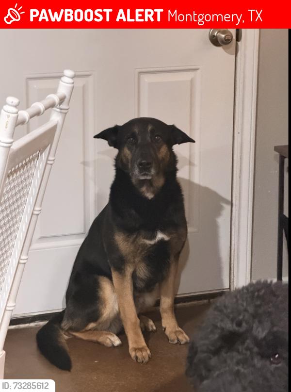 Lost Male Dog last seen Cheyenne Loop, Montgomery, TX 77316