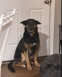 Lost Male Dog last seen Cheyenne Loop, Montgomery, TX 77316