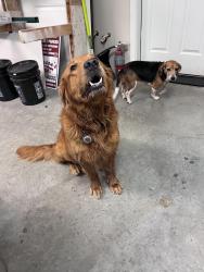Reunited Female Dog last seen Birch Street and Birch Falls Drive, Bellingham, WA, Bellingham, WA 98229