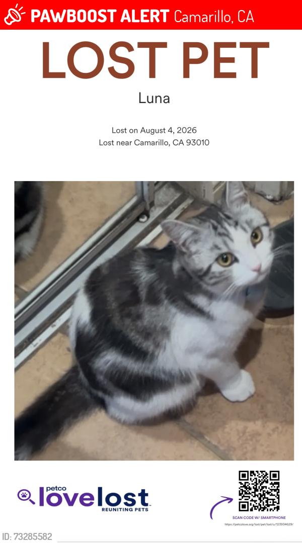 Lost Female Cat last seen Near Appian way 93019, Camarillo, CA 93010