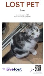 Lost Female Cat last seen Near Appian way 93019, Camarillo, CA 93010