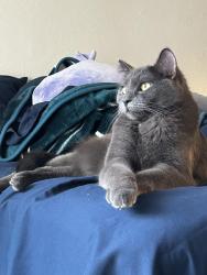 Lost Male Cat last seen Horne & Jensen, Mesa, AZ 85203