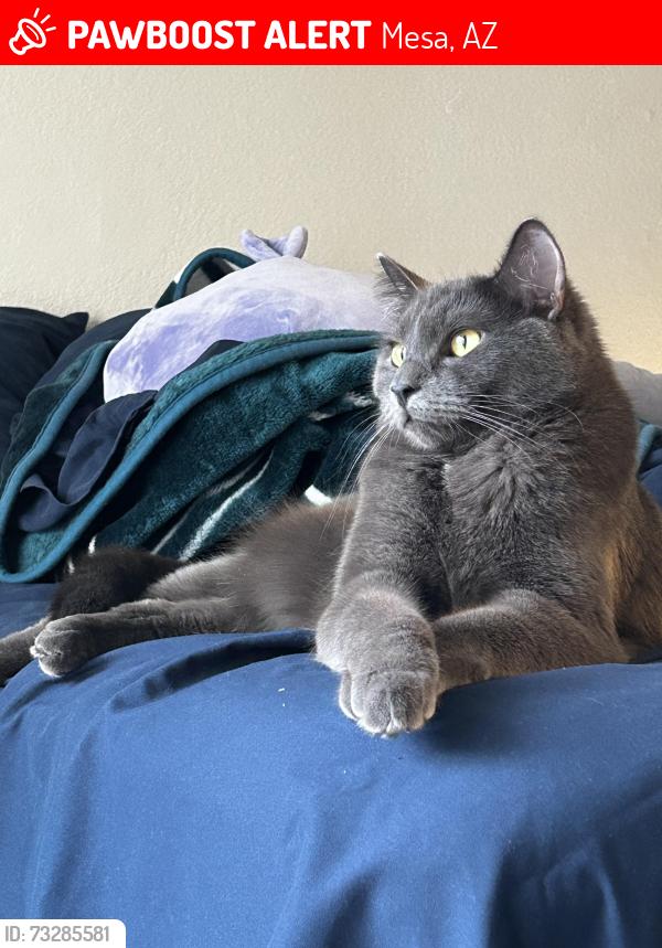 Lost Male Cat last seen Horne & Jensen, Mesa, AZ 85203