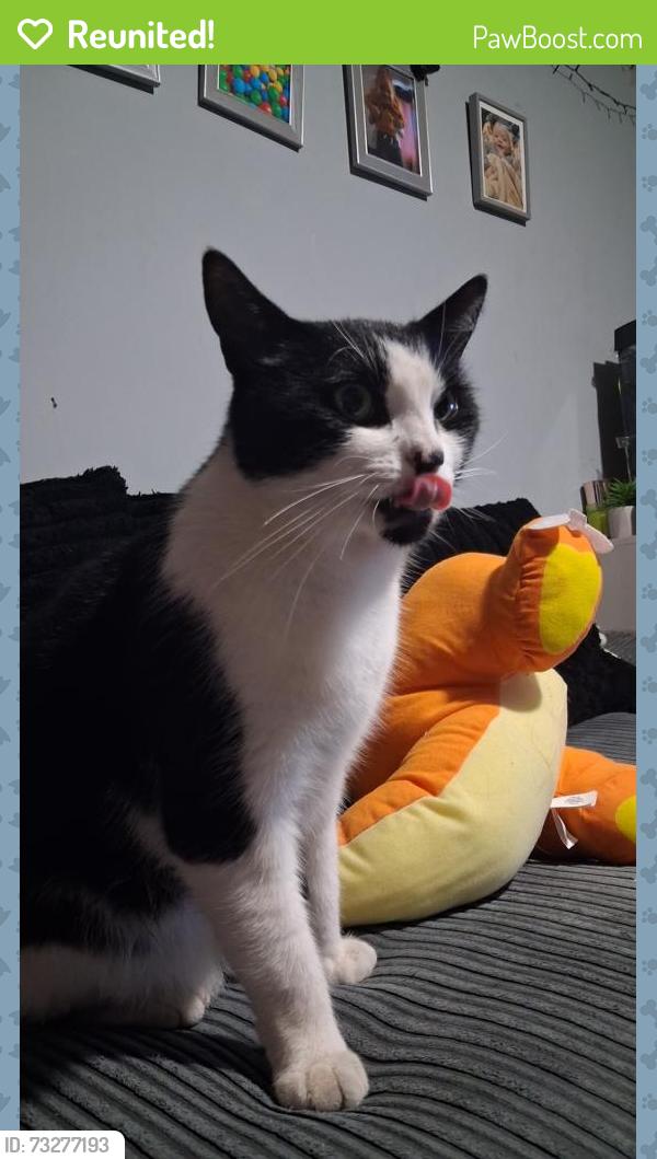 Reunited Male Cat last seen Selbourne and Ferndown, West Sussex, England 