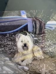 Lost Male Dog last seen Benavides and Del Mastro, Albuquerque, NM 87121