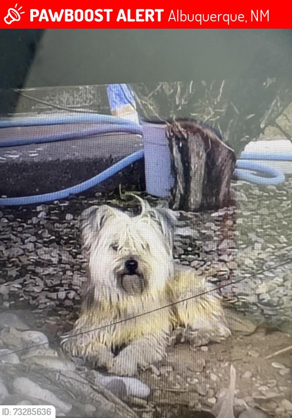 Lost Male Dog last seen Benavides and Del Mastro, Albuquerque, NM 87121