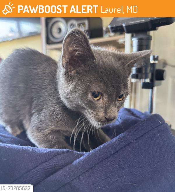 Found/Stray Female Cat last seen Stonewood Community, Laurel, MD 20707