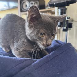 Found/Stray Female Cat last seen Stonewood Community, Laurel, MD 20707