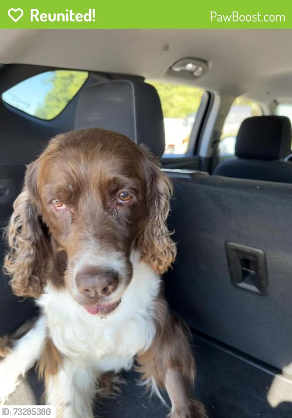 Reunited Female Dog last seen Down the road from paradise village restaurant, Ashford, WA 98304