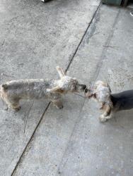 Reunited Unknown Dog last seen Challenger Drive, Willis, Texas, Corrinthian Point Sub, Montgomery County, TX 77318