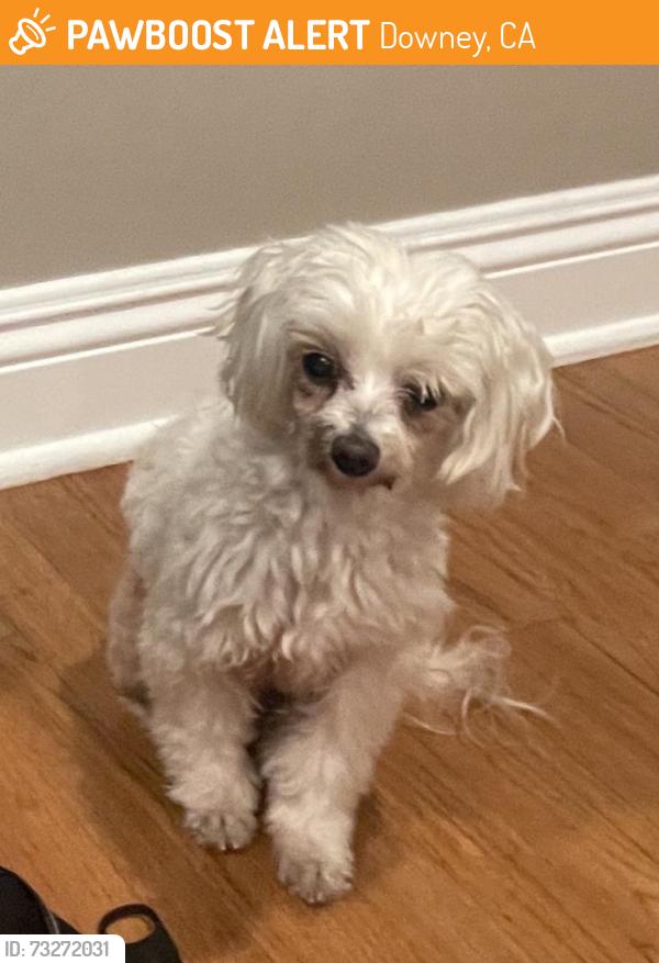 Found/Stray Male Dog last seen Bluff Rd & Glencliff, Downey, CA 90240
