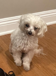 Found/Stray Male Dog last seen Bluff Rd & Glencliff, Downey, CA 90240