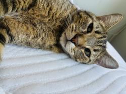 Lost Male Cat last seen S park ave and west colonial dr, Winter Garden, FL 34787