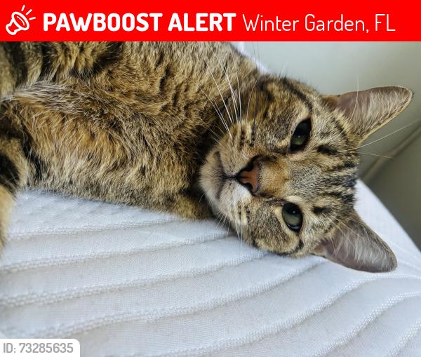 Lost Male Cat last seen S park ave and west colonial dr, Winter Garden, FL 34787