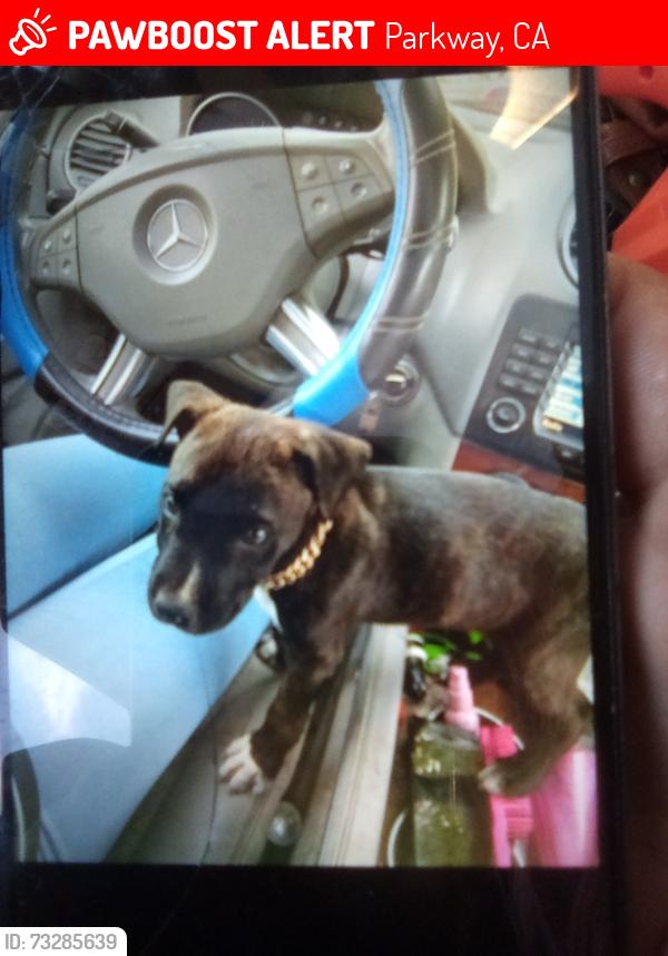Lost Male Dog last seen 52nd and Luther, Parkway, CA 95823
