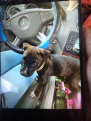 Lost Male Dog last seen 52nd and Luther, Parkway, CA 95823